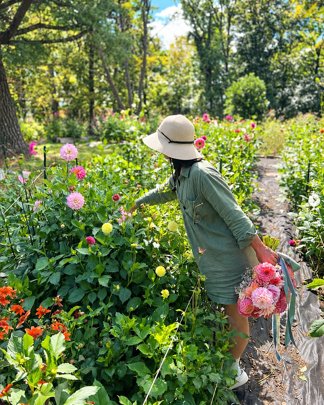 Tori harvesting dahlias in a sunlit flower garden